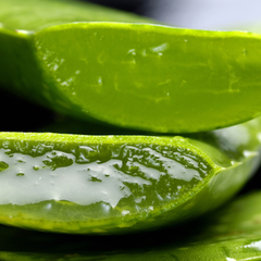 Aloe Barbadensis (Aloe vera) leaf juice