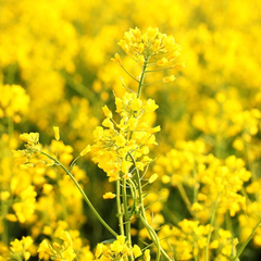 Behentrimonium Methosulfate