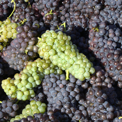 Grapeseed Oil (Vitis Vinifera)